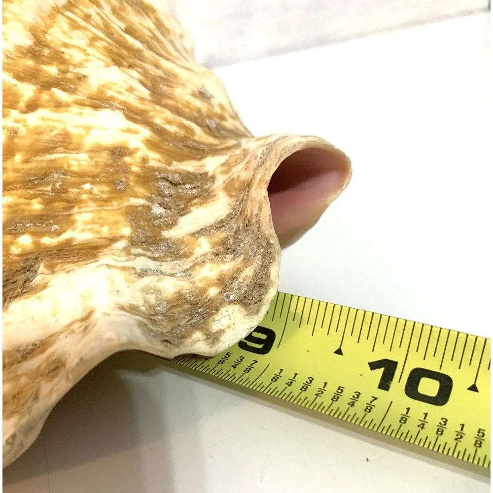 Large Queen Conch Shell Pink Horned Seashell 9